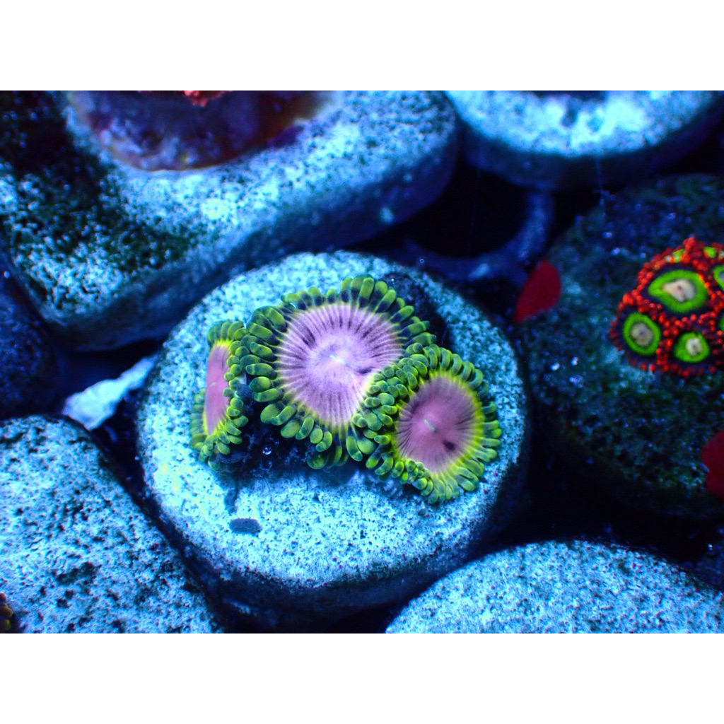zoa frag wysiwyg hiasan aquarium
