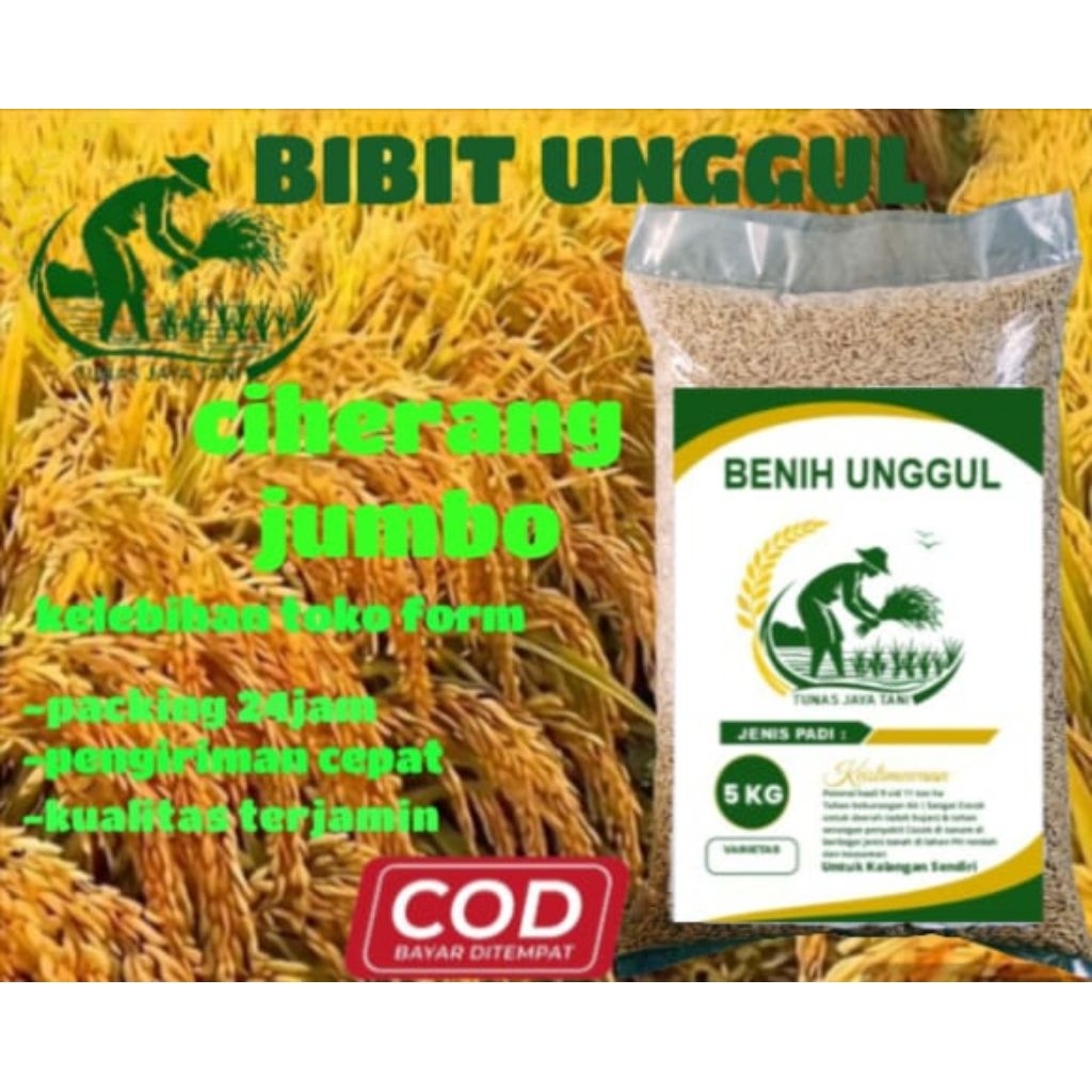 BENIH PADI CIHERANG JUMBO