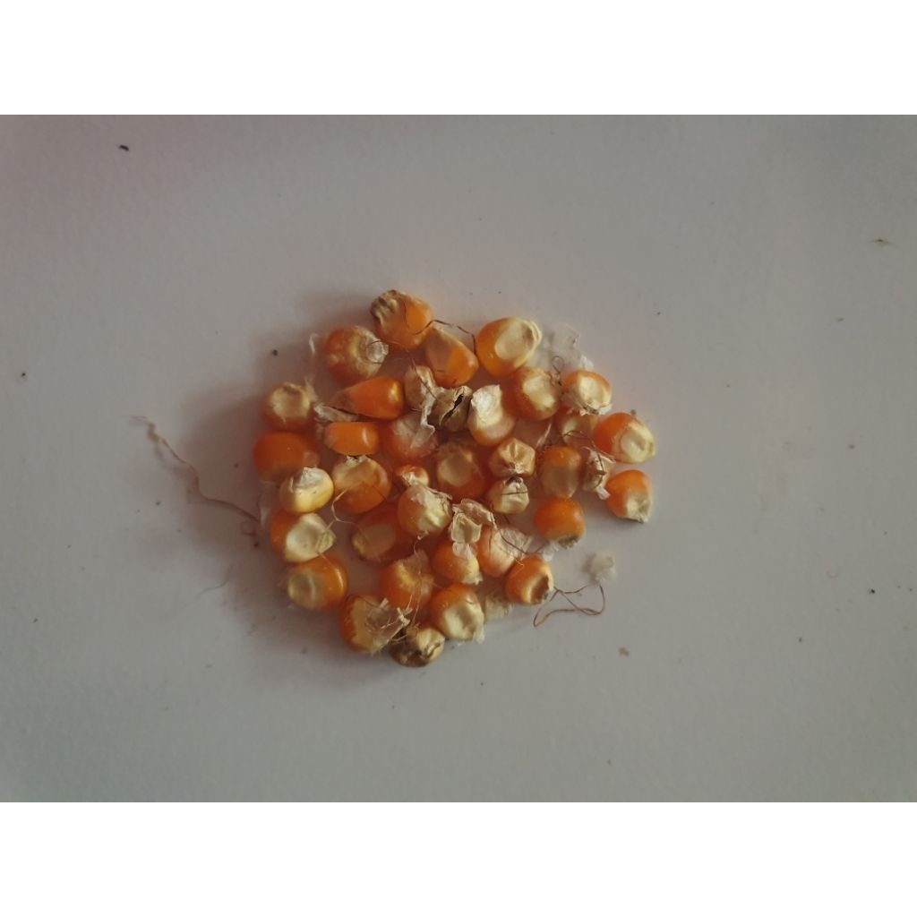 Jagung Pipil Kering Premium Berkualitas