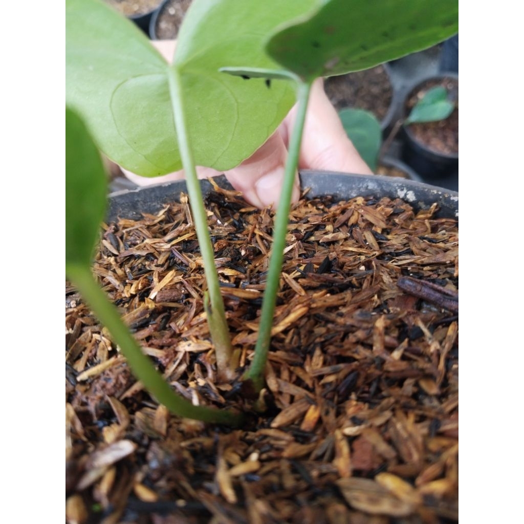 anthurium clarinervium dark form varigata isi 3 pohon