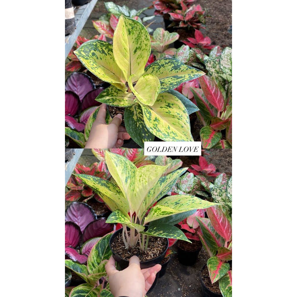 AGLAONEMA KOCHIN GOLDEN LOVE R2