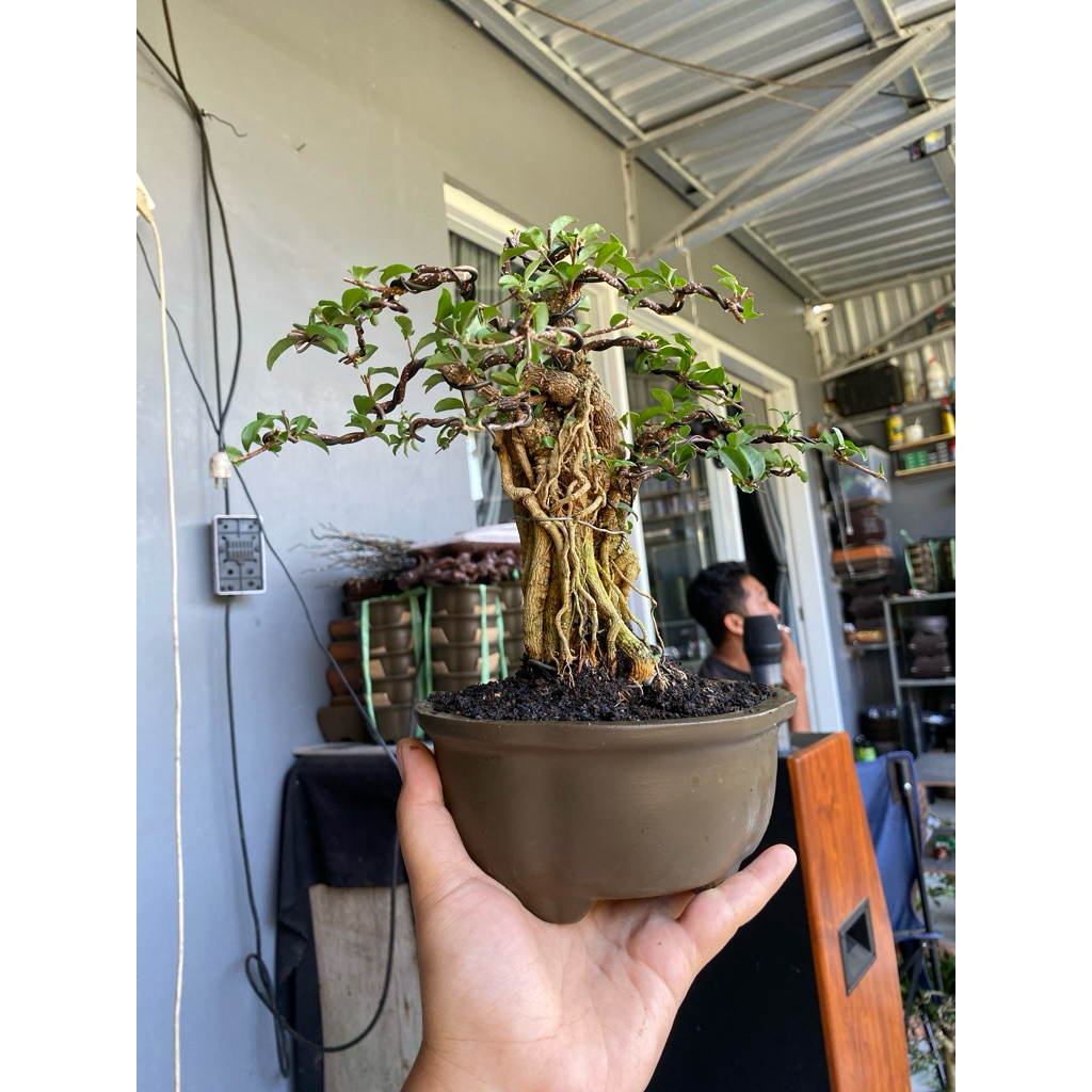 bonsai sakura micro