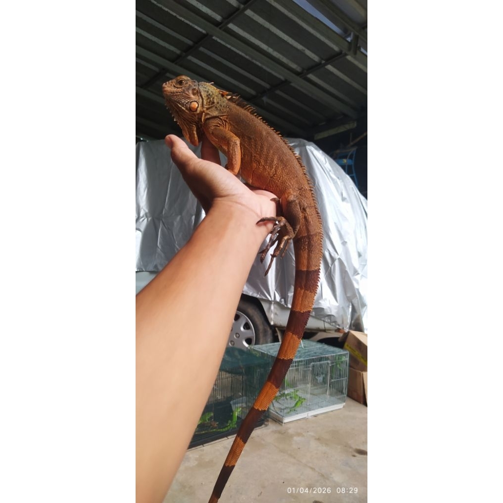 pakan "Iguana super red juve"