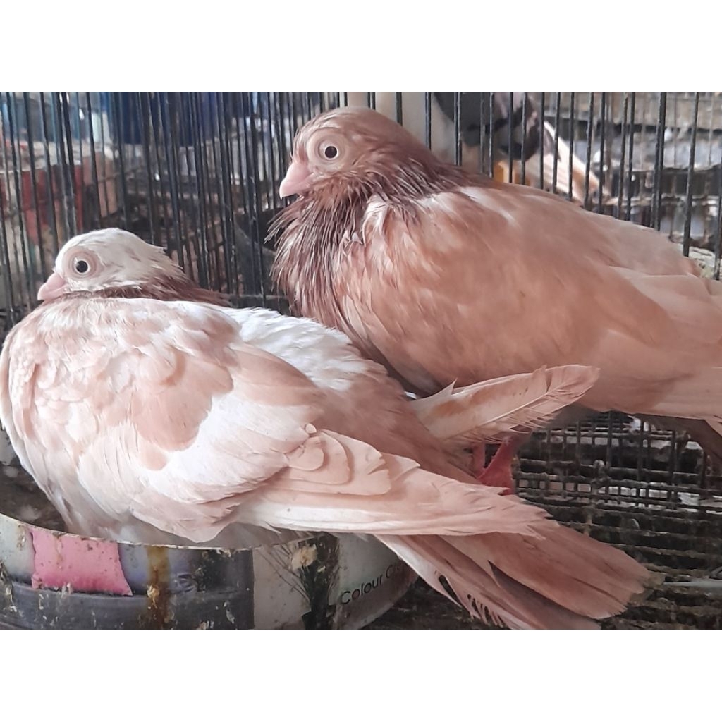 BURUNG MERPATI HIAS WINA INDUKAN SEPASANG "burung sesuai foto video"