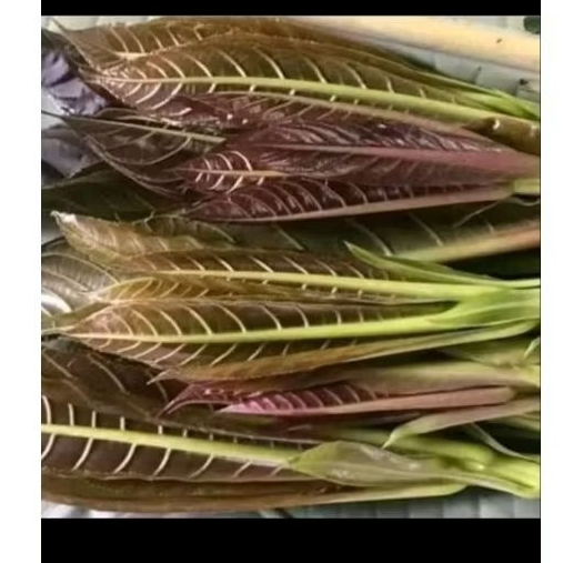 Daun pucuk putat untuk lalapan per ikat