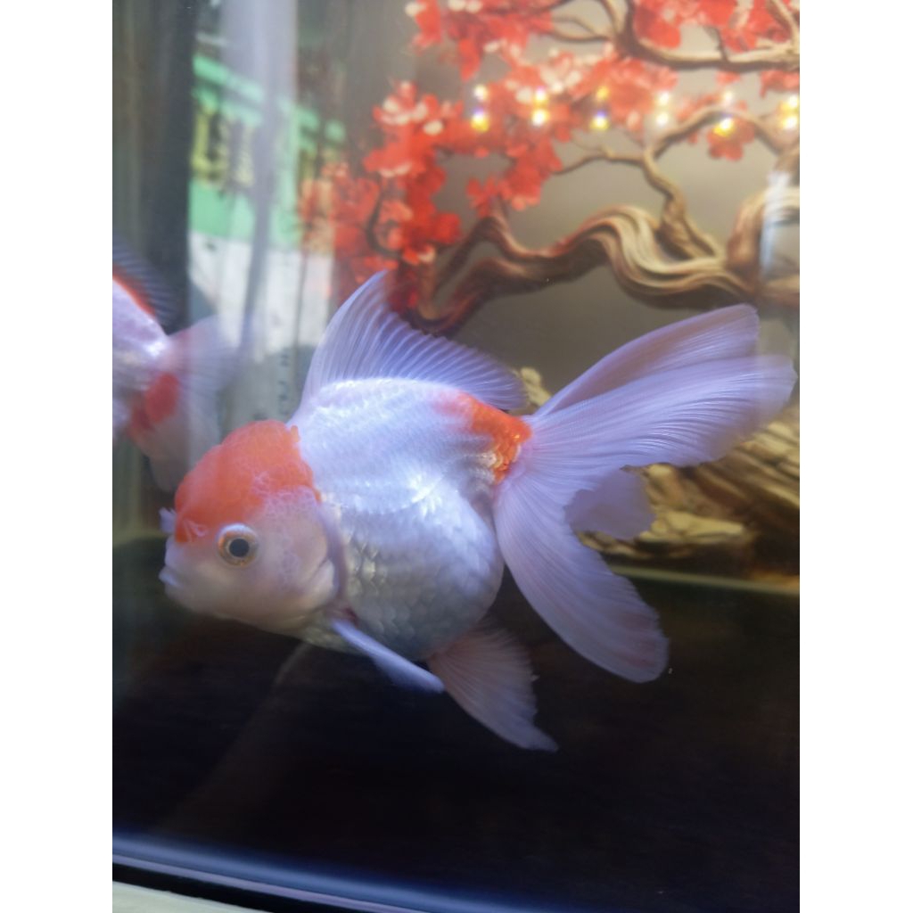 Ikan Koki Oranda Red Cap size 11 cm