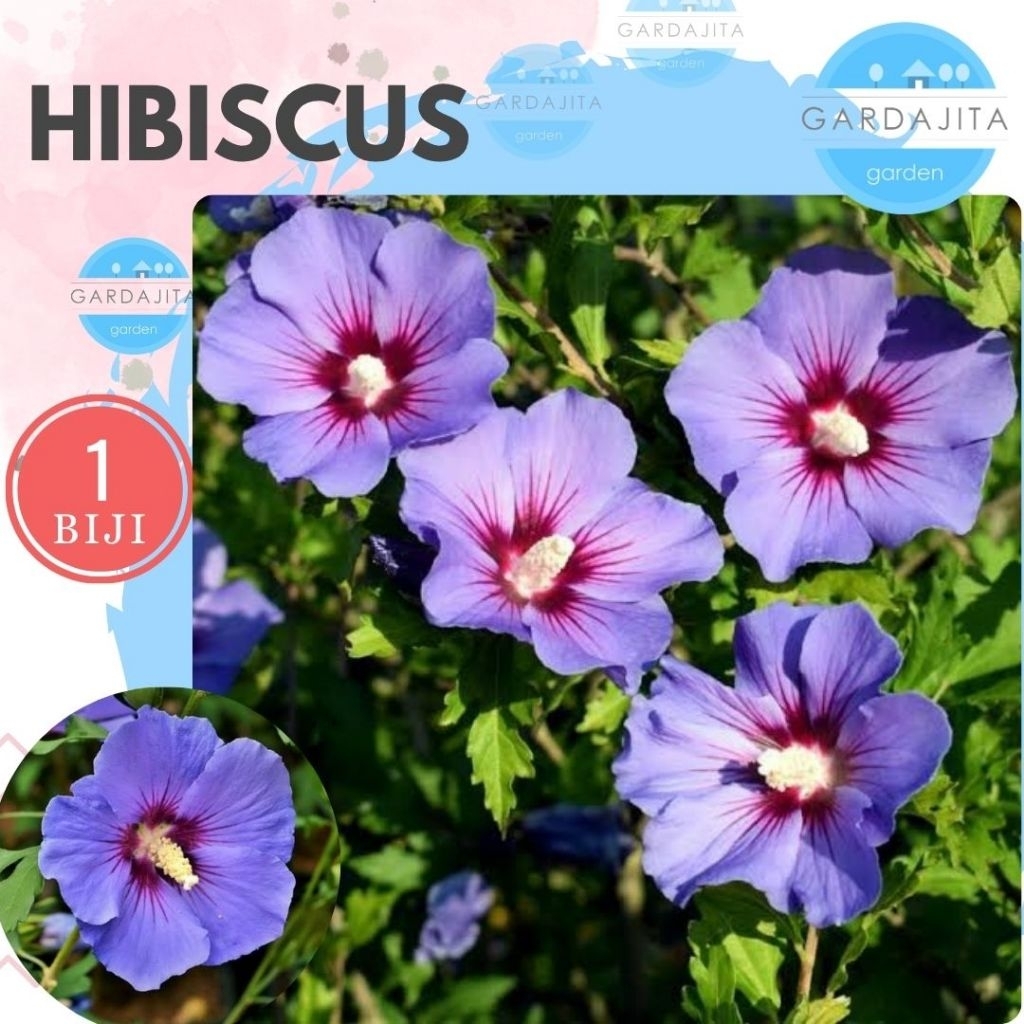 Benih HIBISCUS PURPLE Biji Bunga Kembang Sepatu