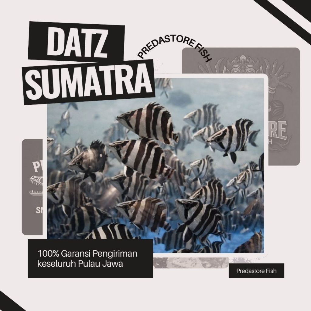 Datz Sumatra 4bar Crossbelly Grade AA - 100% Garansi Pengiriman