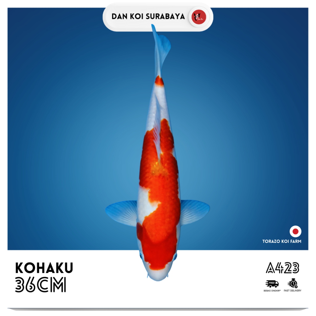 Ikan Koi Import Kohaku (Torazo Koi Farm) Kode A423