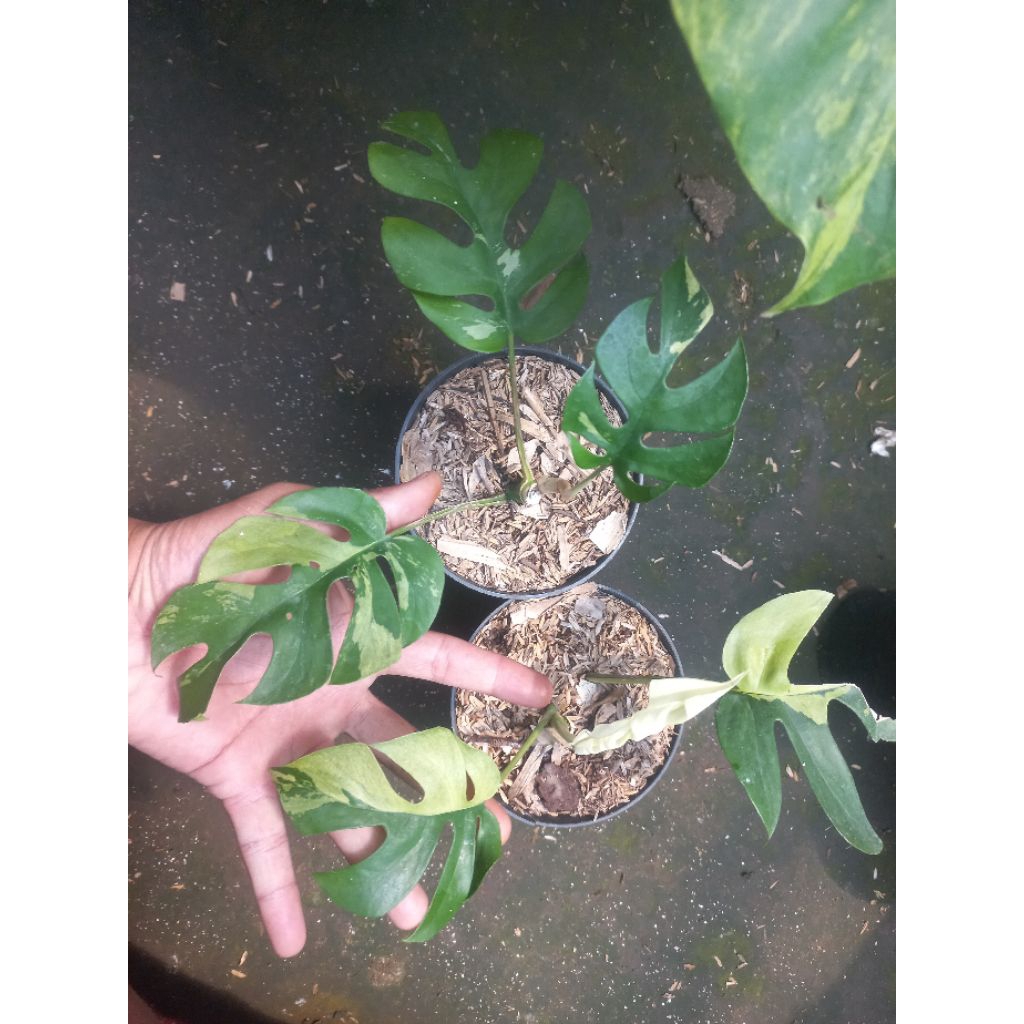 Tanaman Hias Monstera Tetrasperma variegata / Monstera Mini Variegata