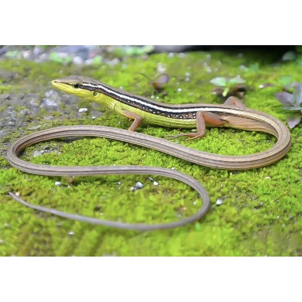 KADAL RUMPUT / KADAL LANGIT / KADAL KACANG EKOR PANJANG (Takydromus sexlineatus) - Reptil Unik Untuk