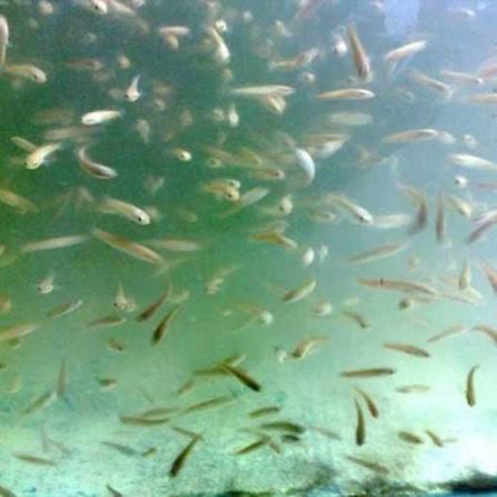 Ikan Beong