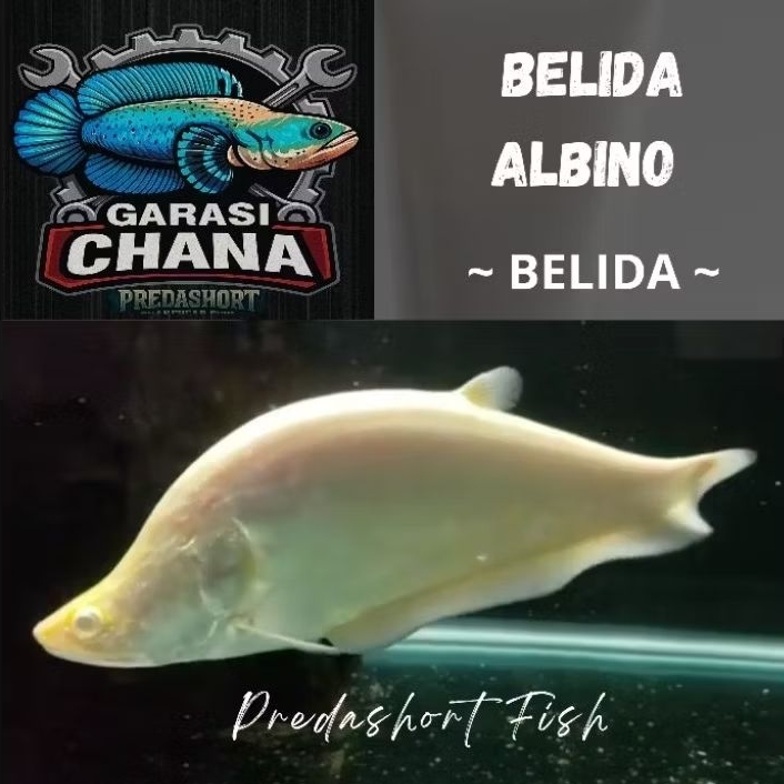 Belida Albino premium berkualitas bergaransi