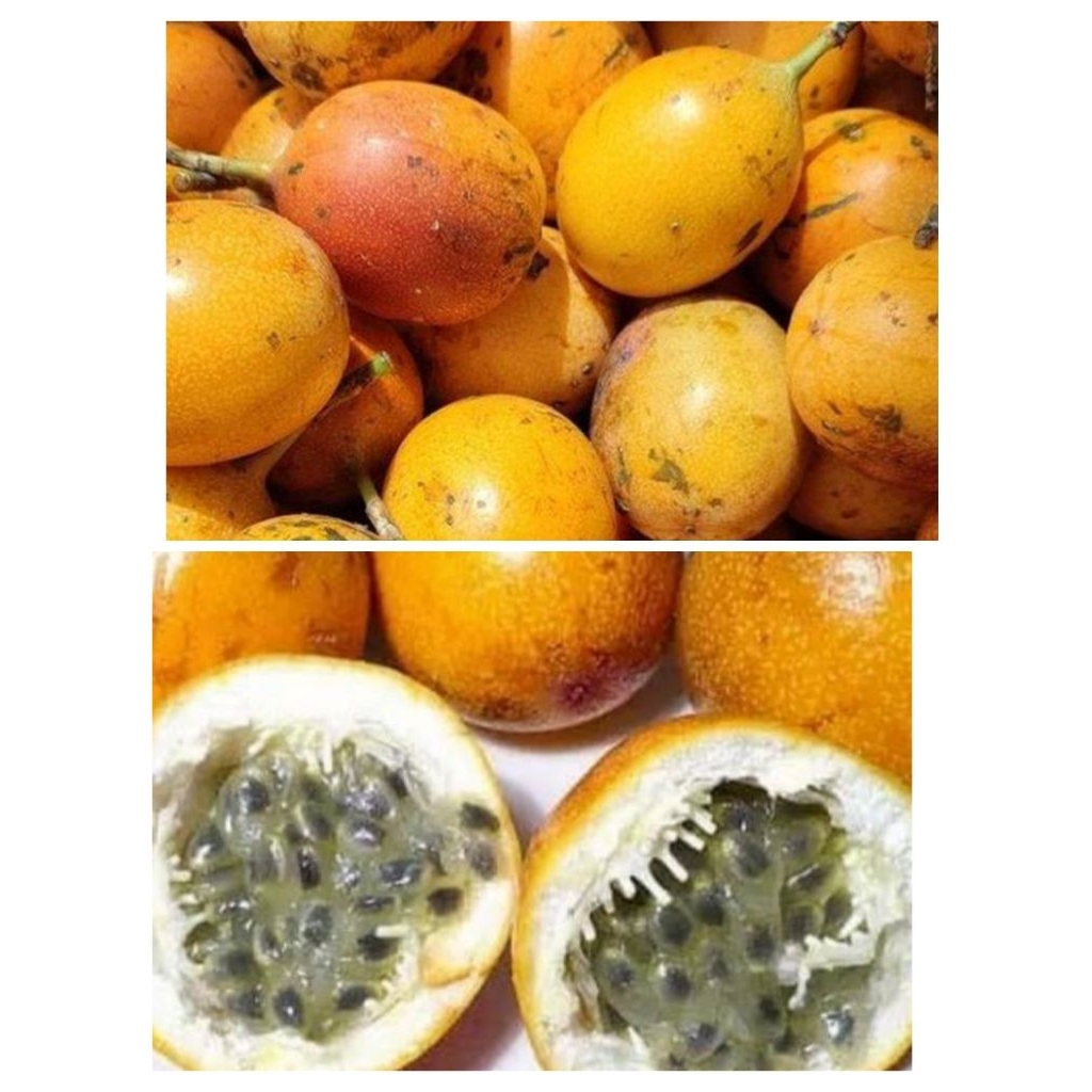 10 Butir Bibir Markisa Konyal Manis Segar