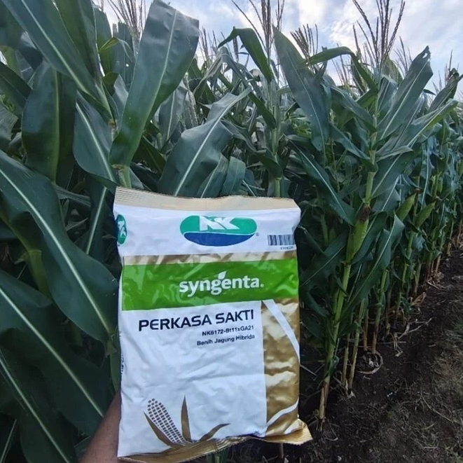 Benih Jagung Perkasa Sakti 1 kg - NK Perkasa Sakti 1kg