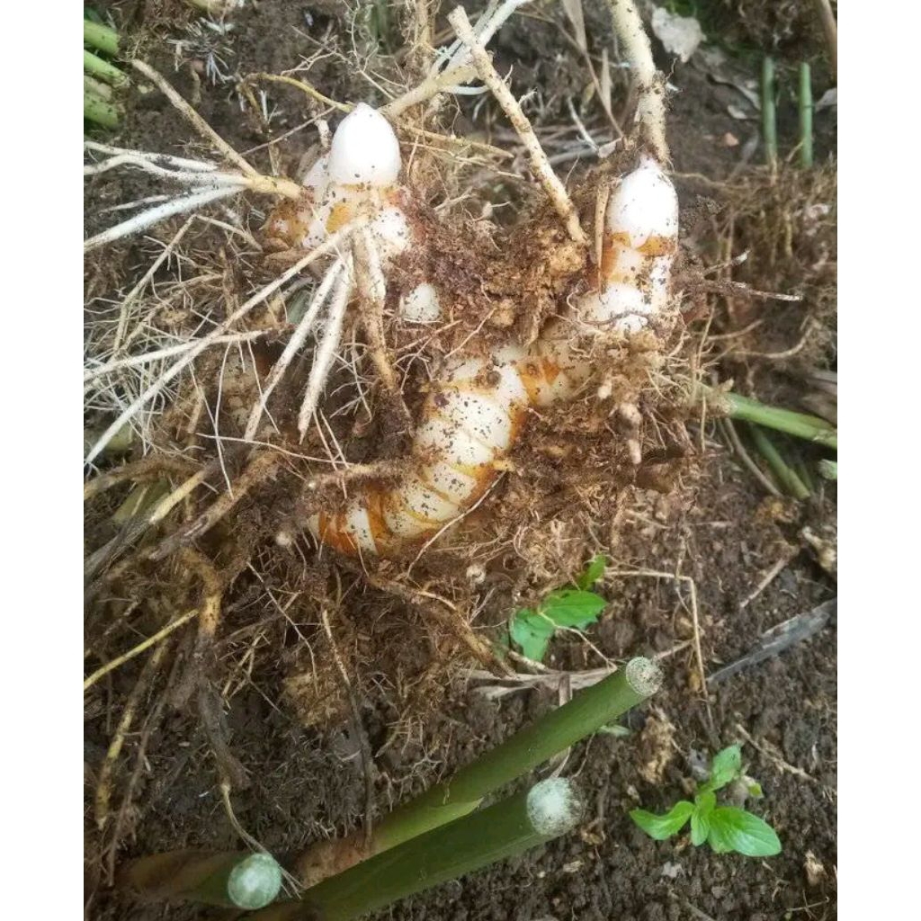 bibit lengkuas putih 1 pohon