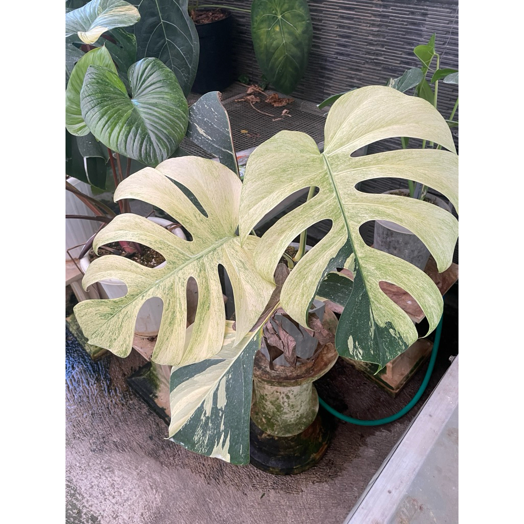 monstera white monster-jungle mint-white mint
