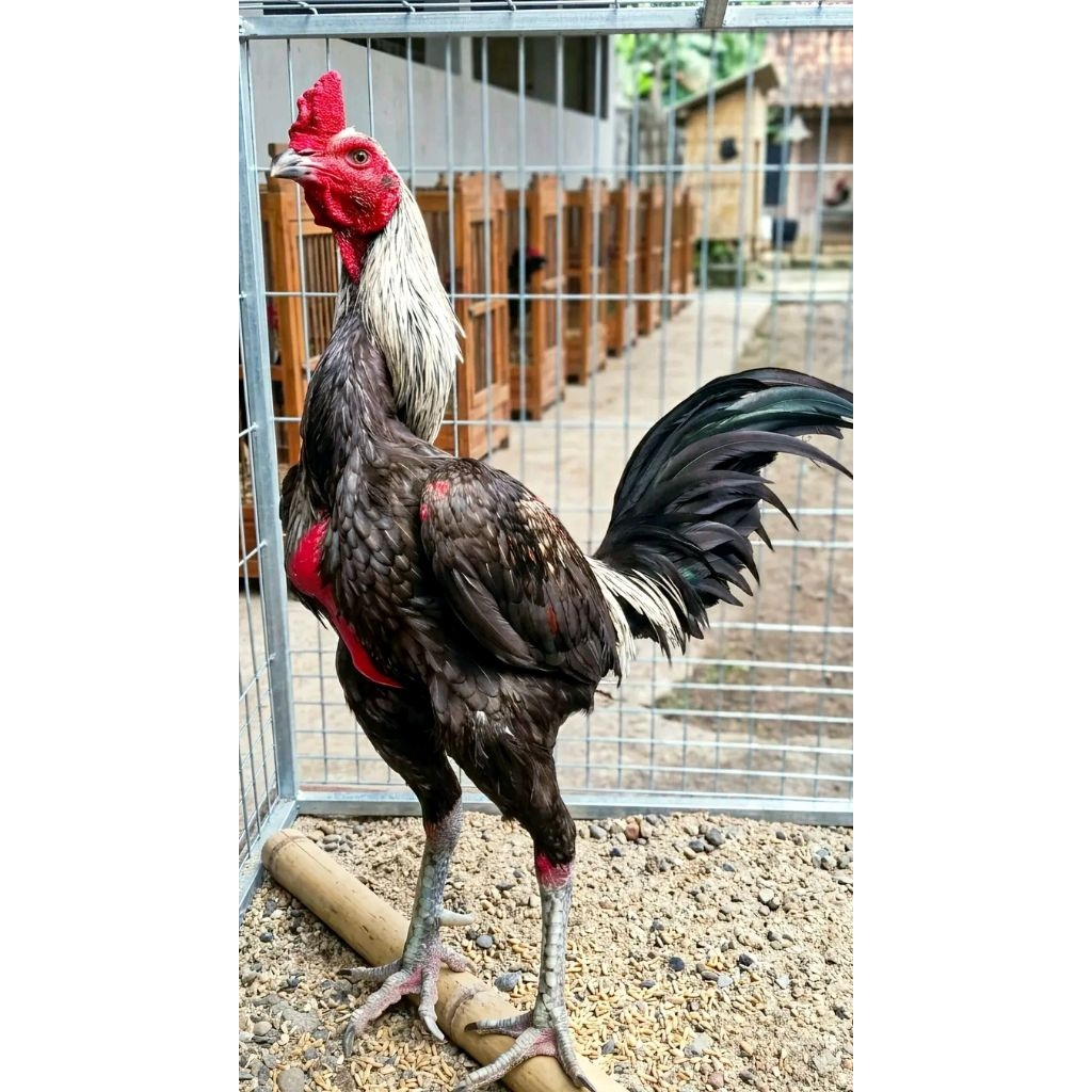 TELUR AYAM PAMA NINJA ORIGINAL PETARUNG UNTUK DITETASKAN