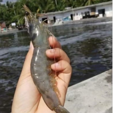 UDANG VANAME JUMBO SEGAR BERKUALITAS