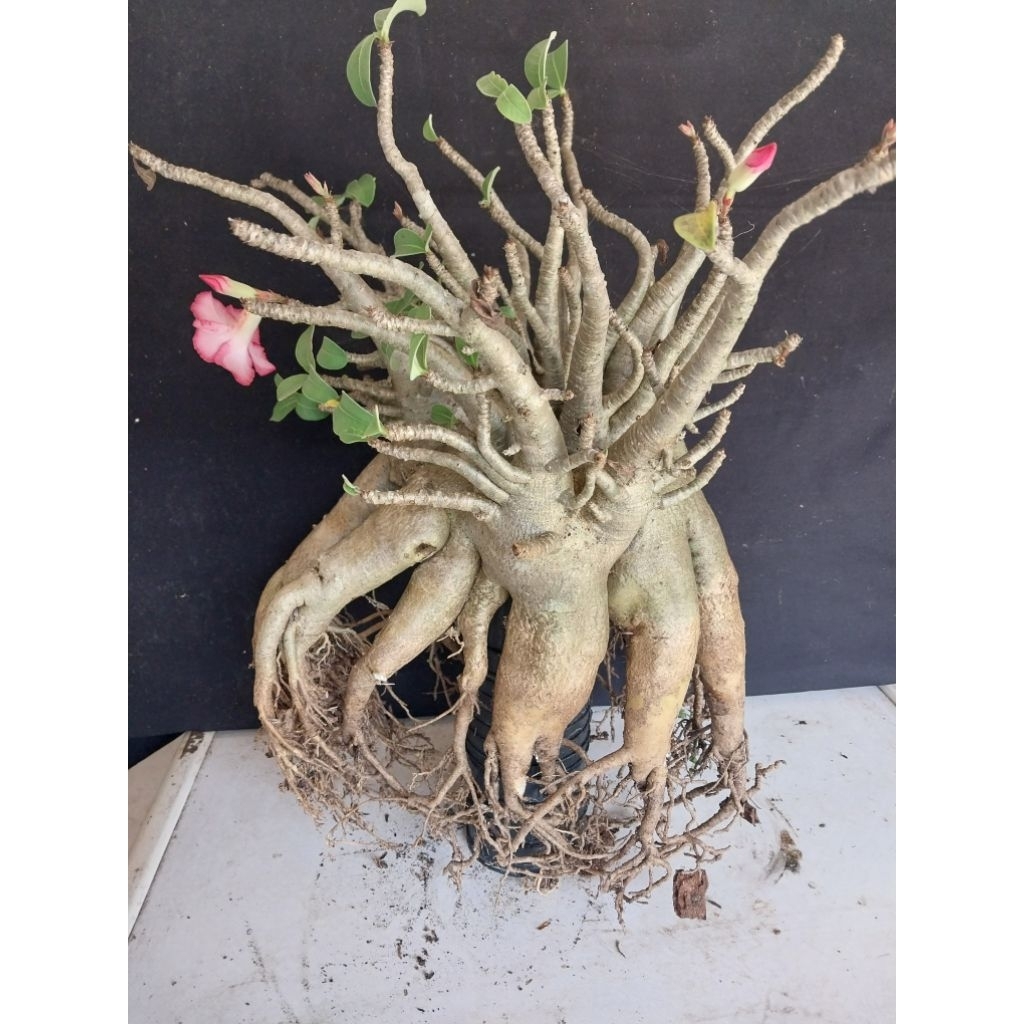 Adenium Arabicum Hibrid Own Jam x Nomsod Induk