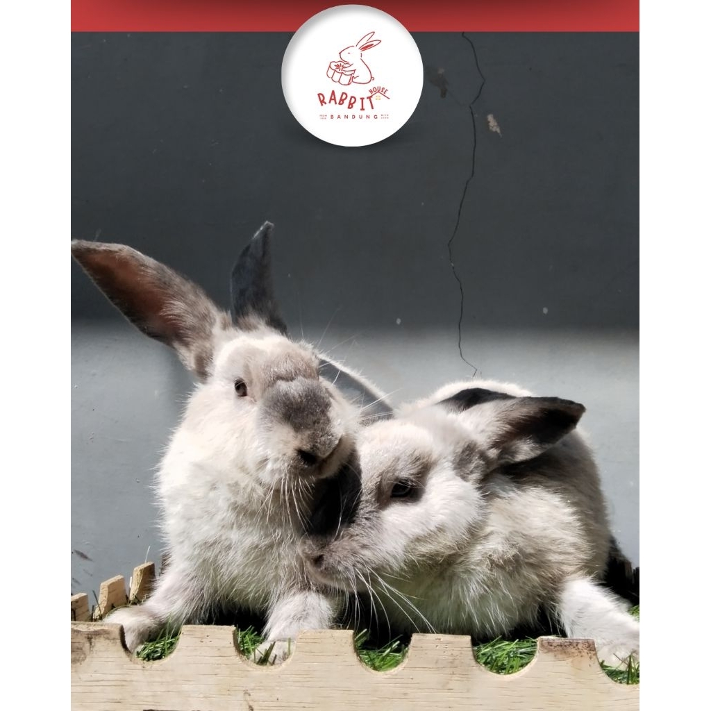 Kelinci Siapan Indukan Lokal Murah | Rumah Kelinci Bandung