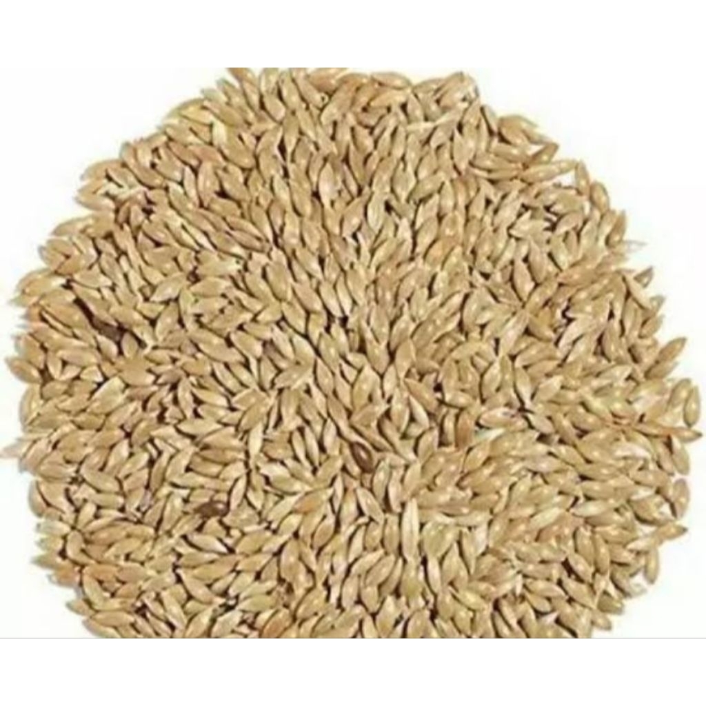 kenari seed 1kg