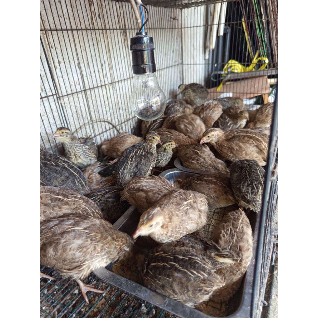 Puyuh betina petelur