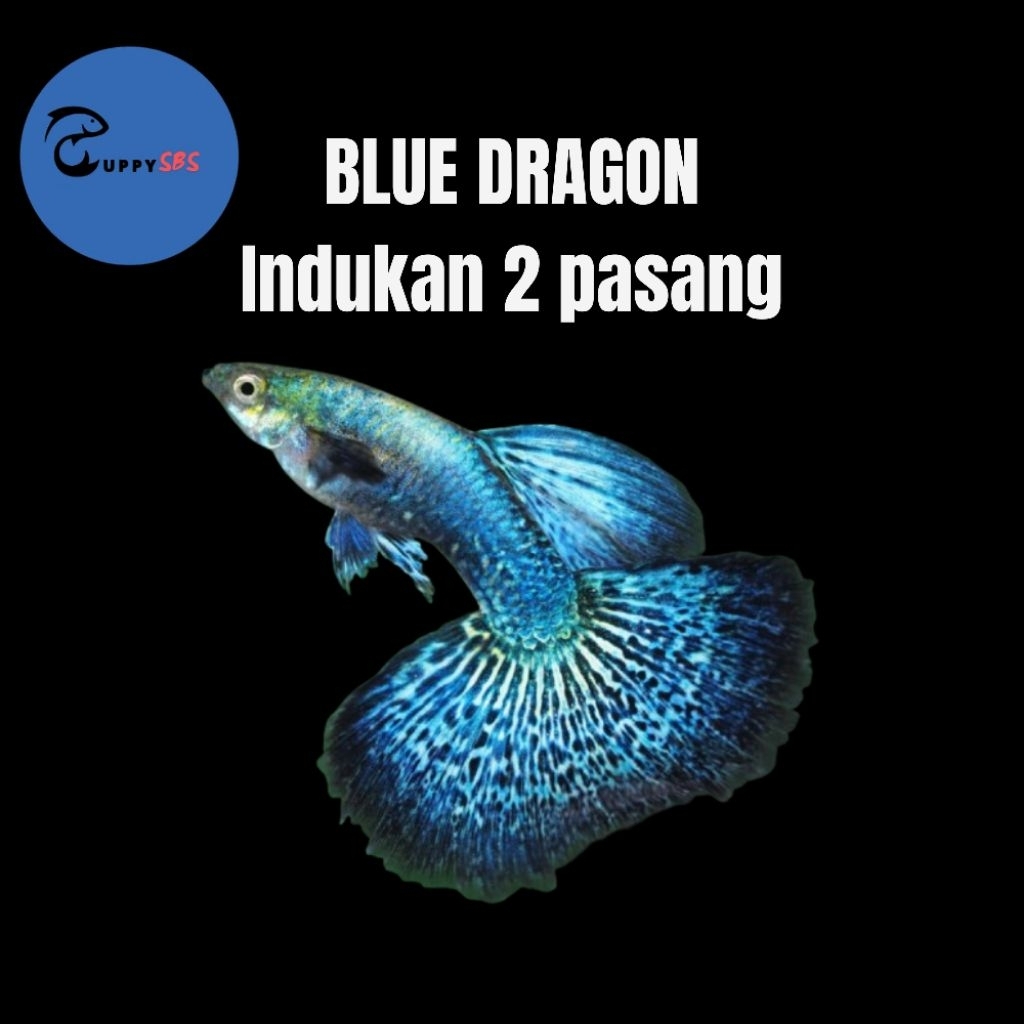 GUPPY PLATINUM BLUE DRAGON