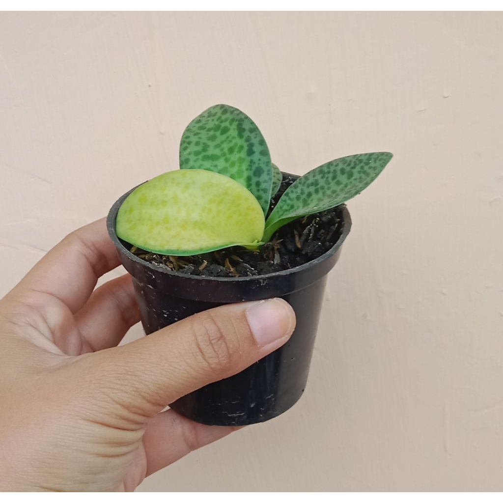 Tanaman Hidup Sekulen Lidah Katak