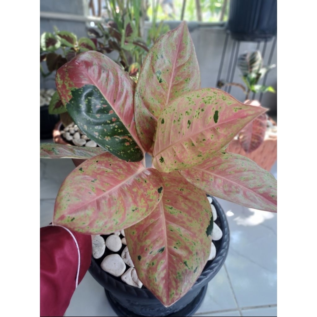Tanaman Cantik Aglonema Big Roy. Paket lengkap Pot + Batu Alam Putih