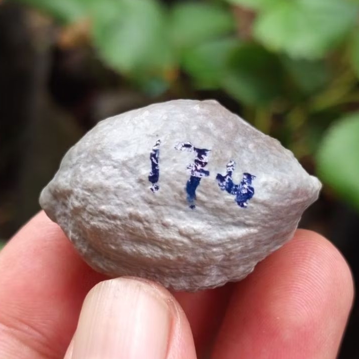 Muncang adu jayanti pait jr kode 174.