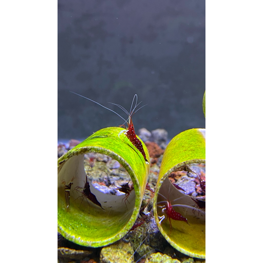 Udang Hias Sulawesi Shrimp Air Tawar