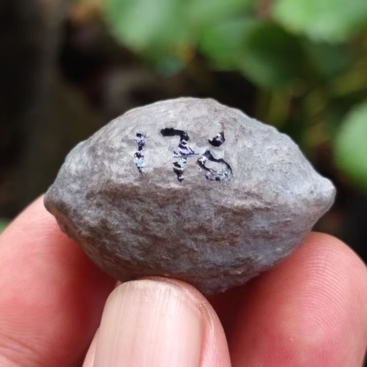 Muncang adu jayanti pait jr kode 176.