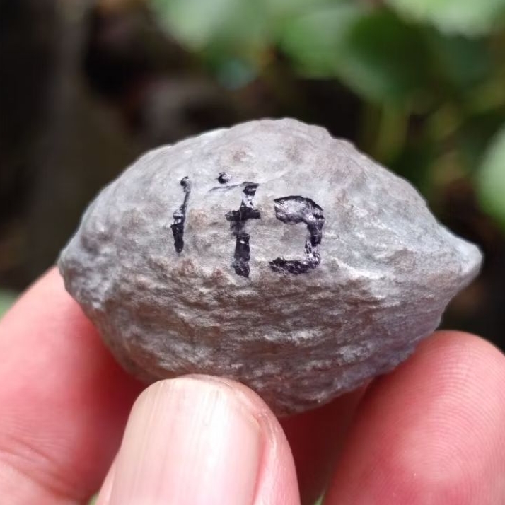 Muncang adu jayanti pait jr kode 179.