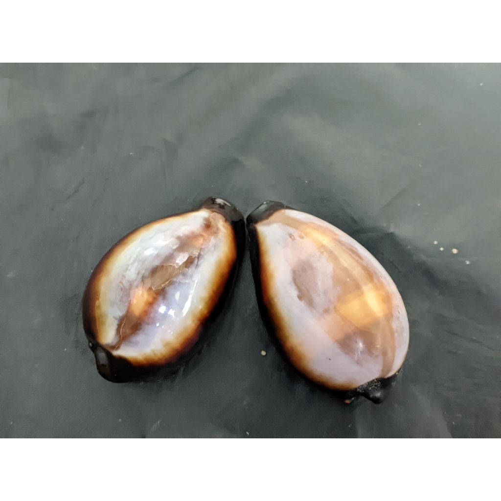 cangkang kerang/kuwuk