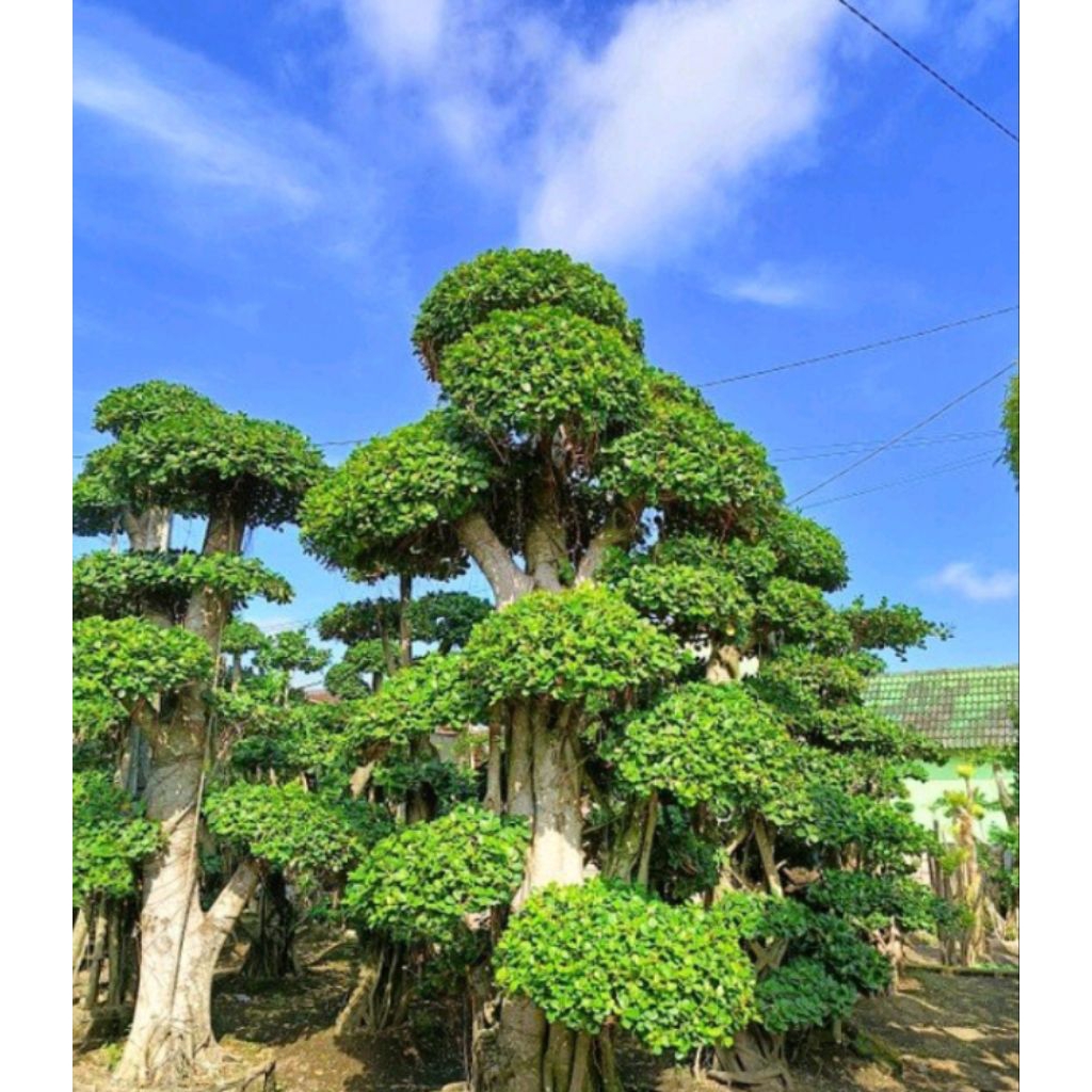 Bonsai Beringin Korea Besar Jumbo - Bonsai Beringin Korea Besar Jumbo Siap Pajang Siap Tampil
