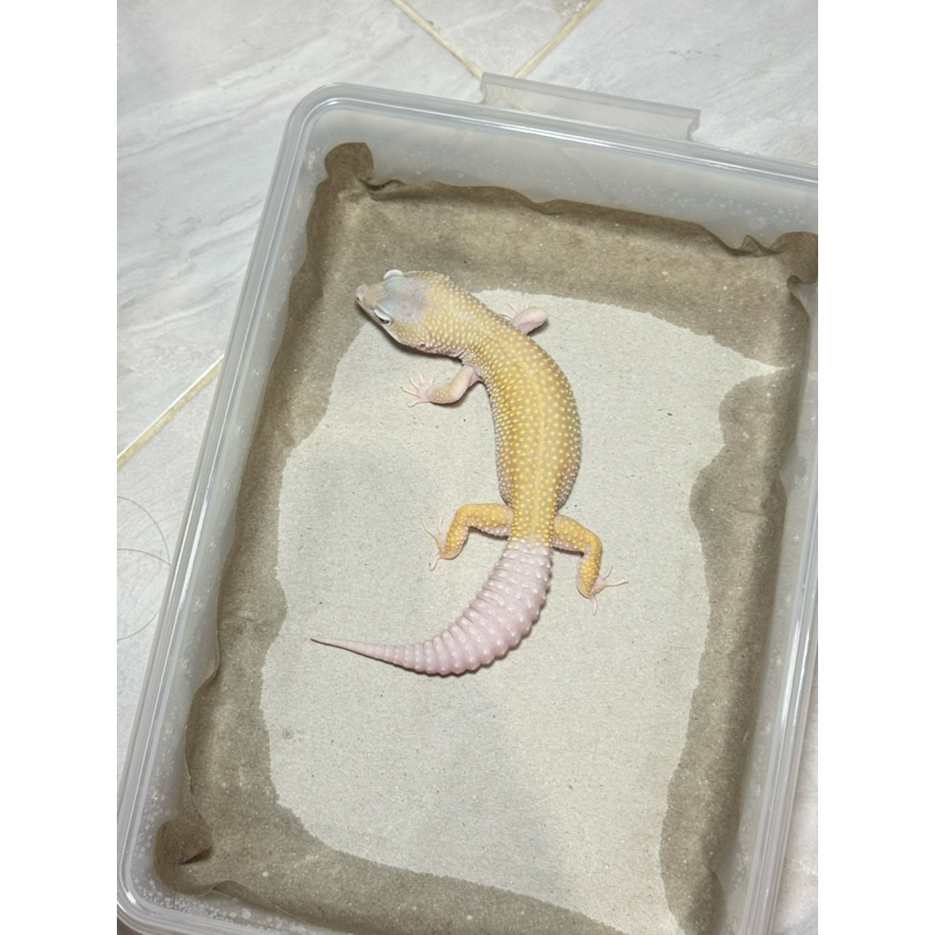 leopard gecko macksnow bliizard eclipse het tremper