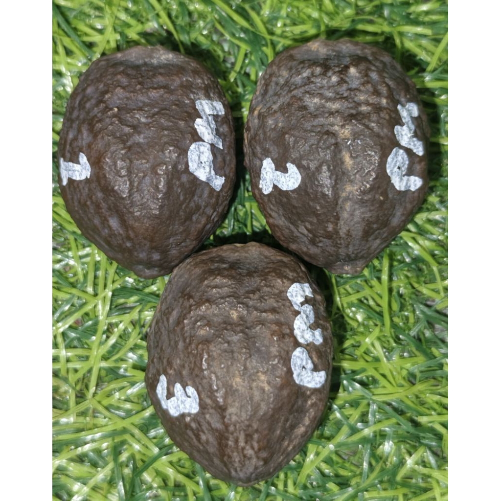 Muncang Jayanti anak pait si aki