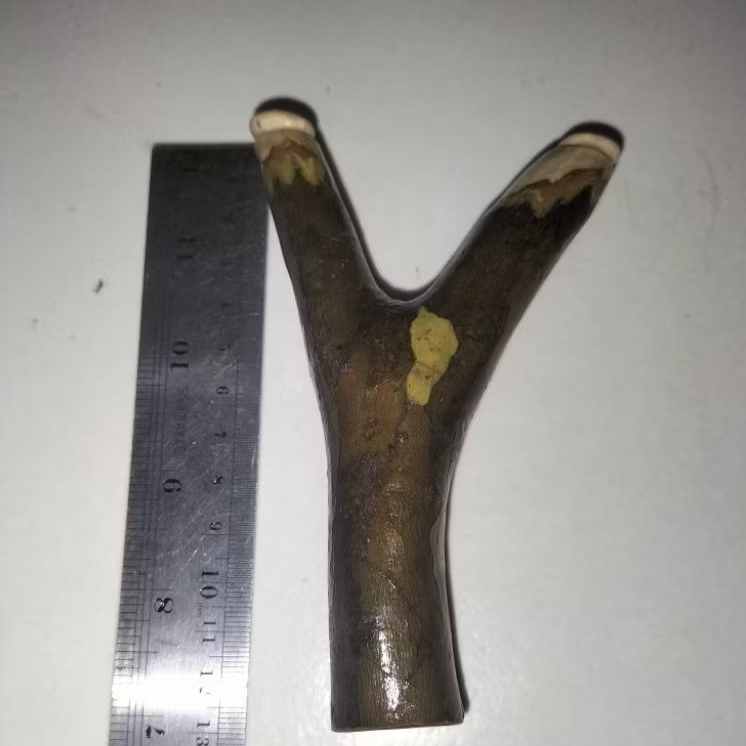 Ketapel kayu jambu batu unik slingshot natural