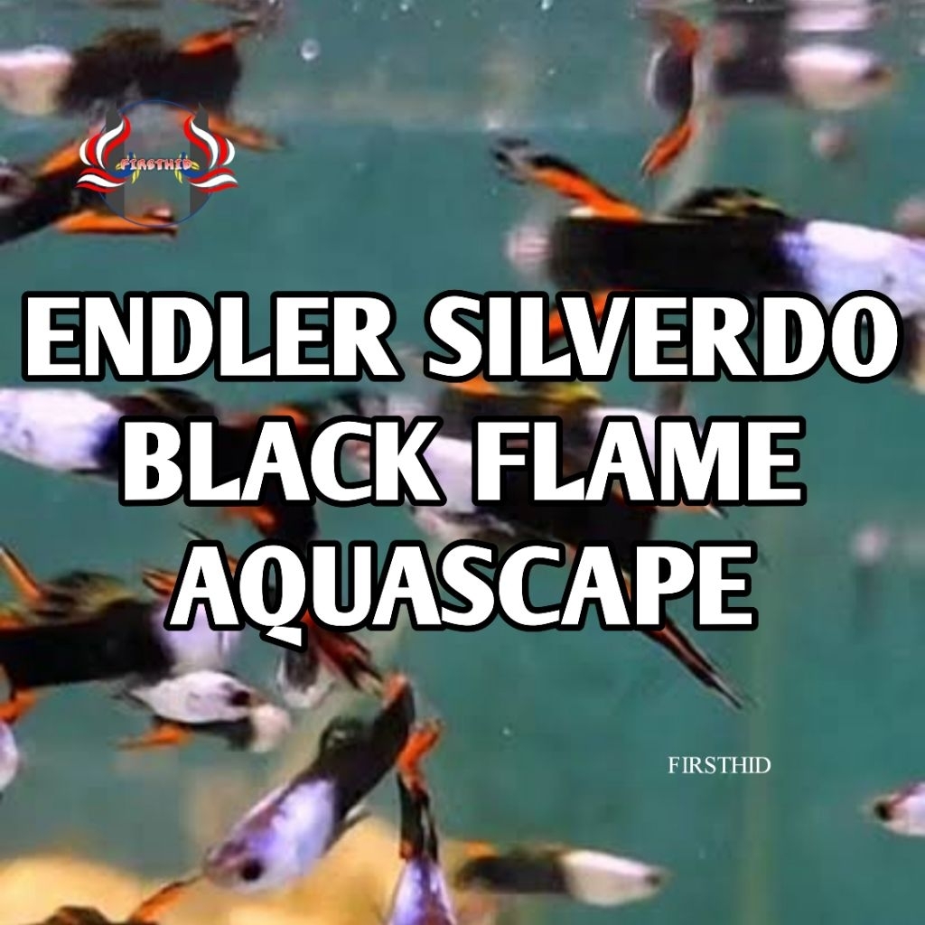 (1 P) Aquascape Guppy Endler Silverado Black Flame BF penghias ruangan aksesoris akuarium