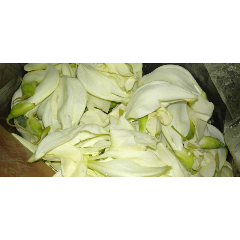 Sayur Bunga Kembang Turi segar