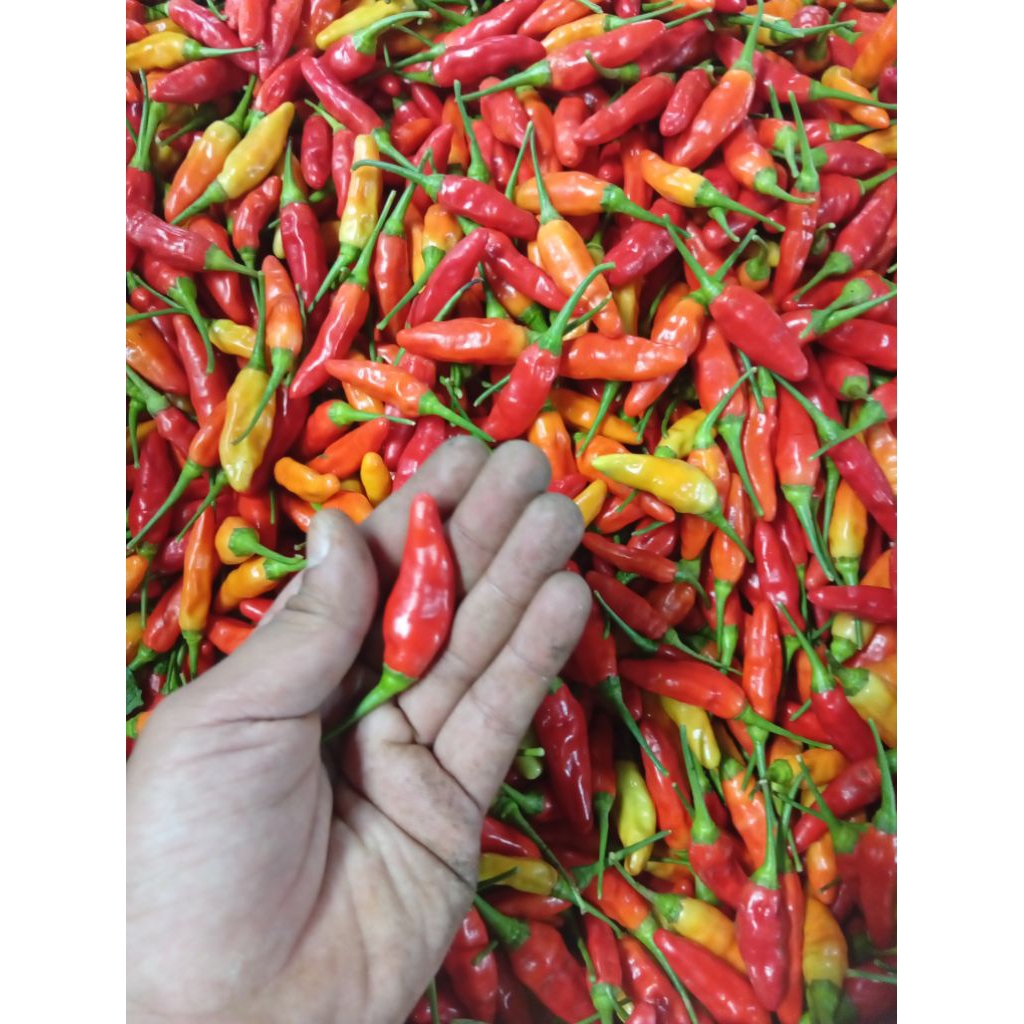 CABE CAPLAK SETAN RAWIT MERAH ORI LAMPUNG. SETENGAH KG