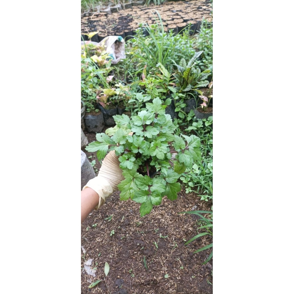 tanaman pohon purwaceng herbal