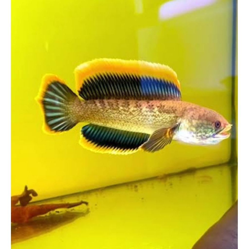 baby limbata hf sleyer isi 5 ekor (size 3-4cm) indukan rim ekor kuning biru istimewa