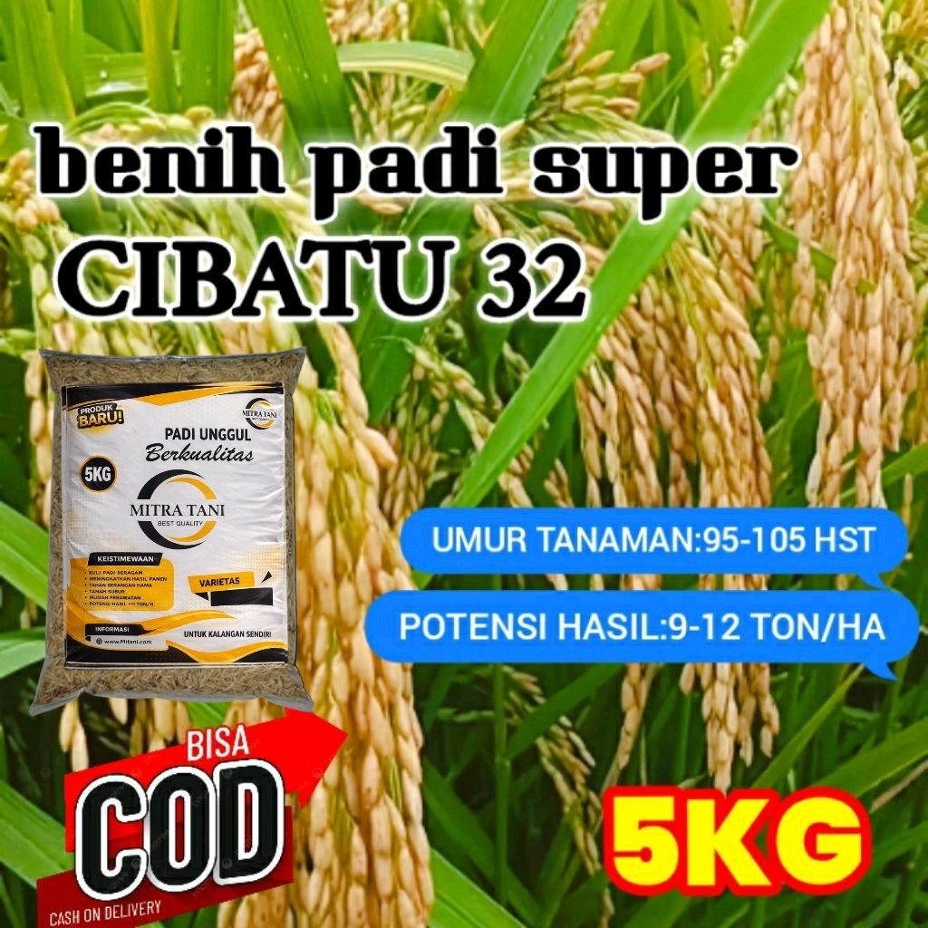CIBATU32 BENIH PADI BERKUALITAS CIBATU32 SUPER UNGGUL 5KG GUNAKAN BENIH PADI BERKUALITAS