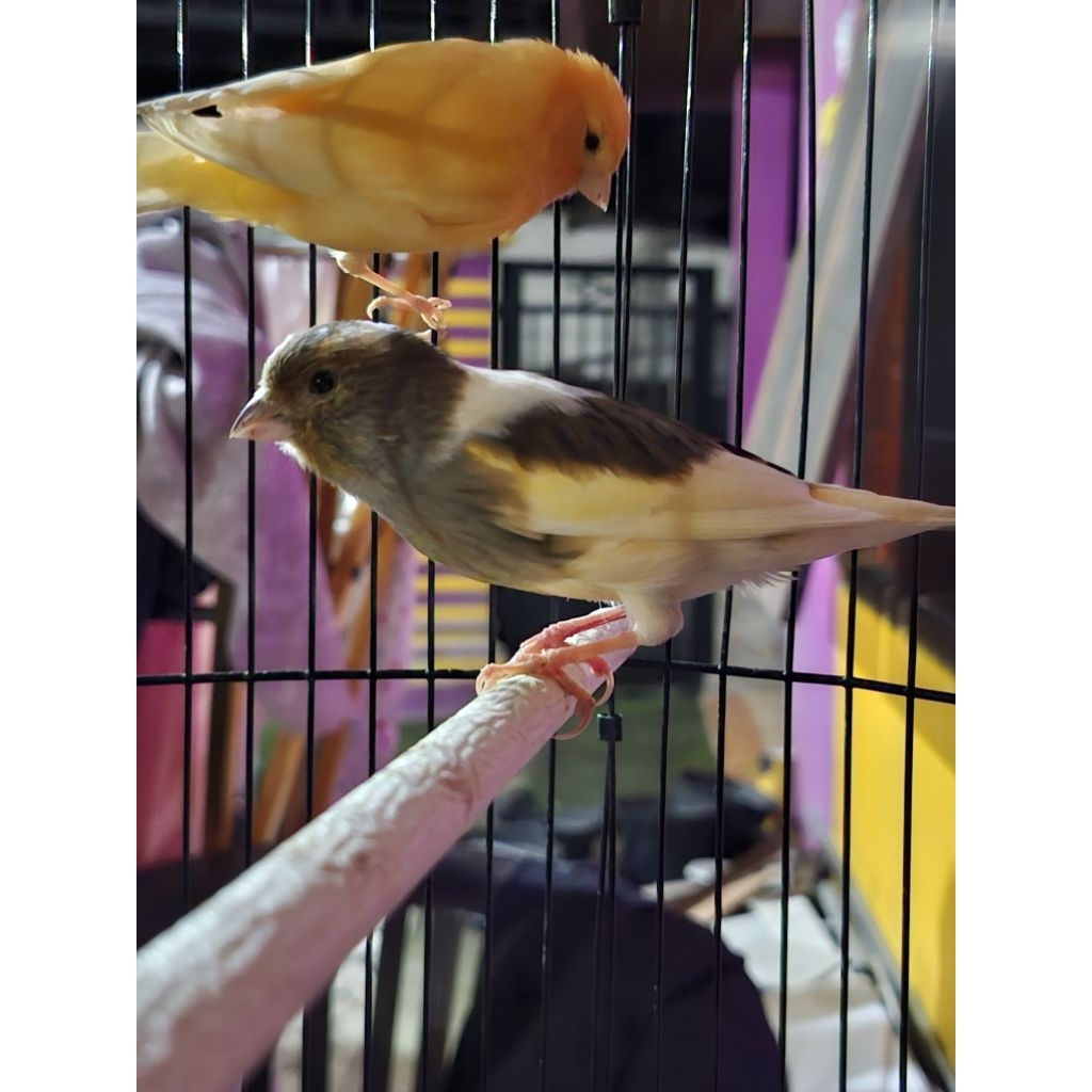 Burung kenari betina