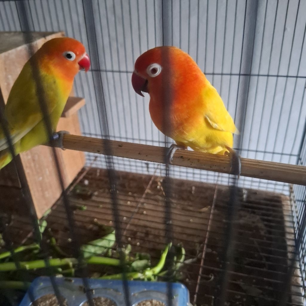 lovebird lutino