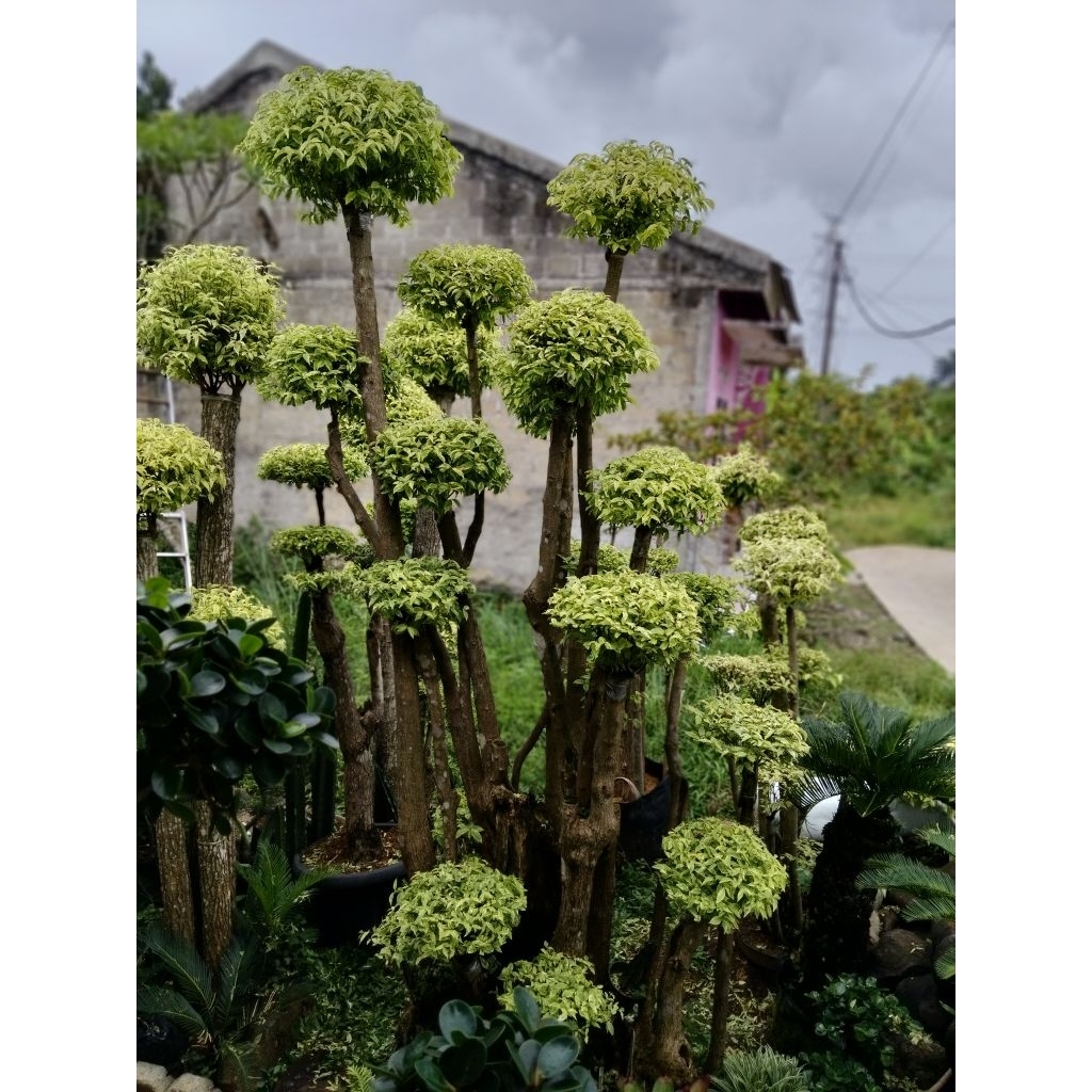 Bonsai anting Putri tinggi hampir 3 meter bonsai taman anting Putri