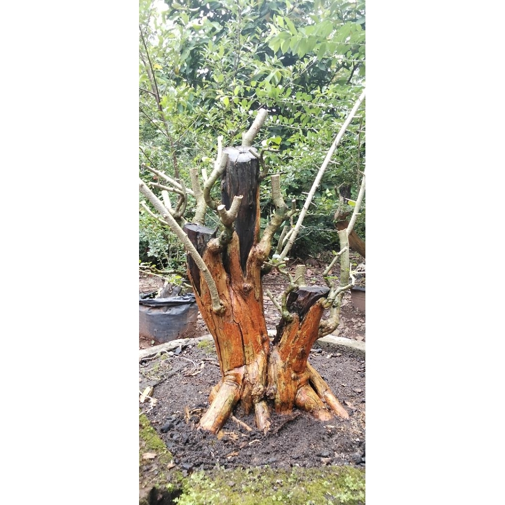 bahan bonsai sisir bogel jumbo akar muter