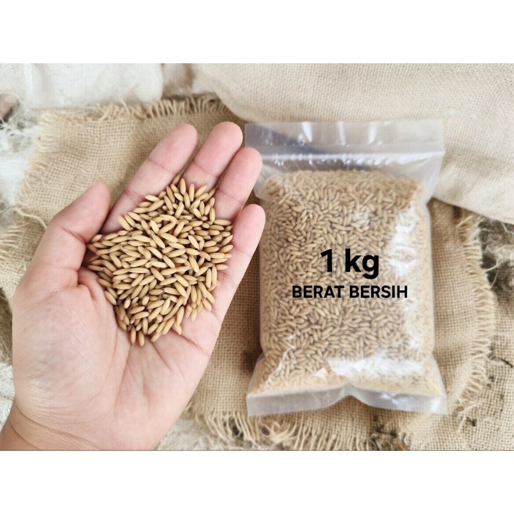 Gabah Beras Putih Premium 1kg | Putih Bersih Kualitas Super | Beras Gabah Pilihan